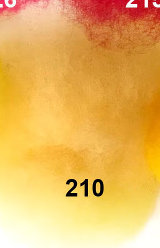 Swiss Mountain Sheep - Dyed Batt - Bergschaf - Valois - 27 micron - 50 gram units